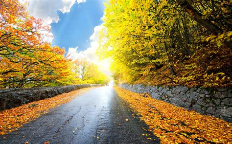 Autumn Road Full Hd Wallpaper And Background Image 2560x1600 Id317180
