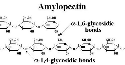 Amylopectin Structure