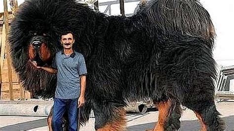 Top 10 Biggest Dog Breeds Doovi