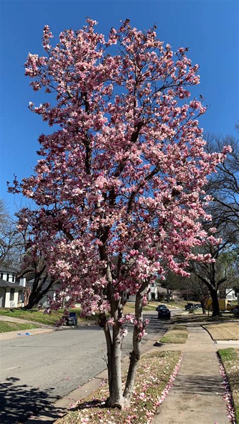 Spring Blossoms In North Texas Texas Tree Surgeons