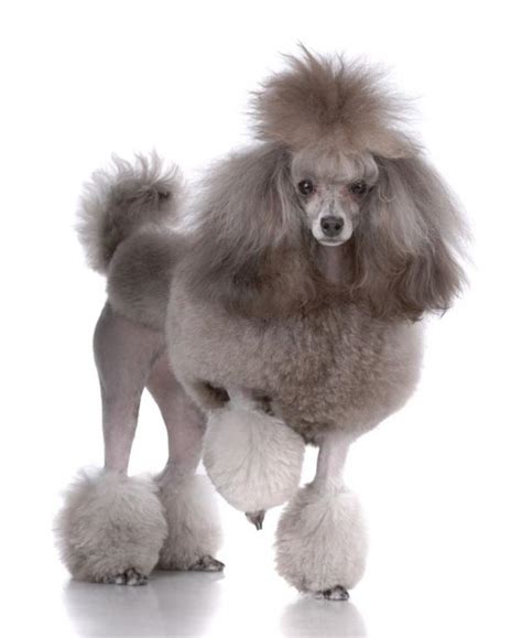 To get the scoop on french haircuts that are popular with l.a. Top 10 Dog Breeds - Annie Many
