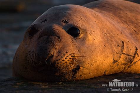 Mirounga Leonina Pictures Southern Elephant Seal Images Nature