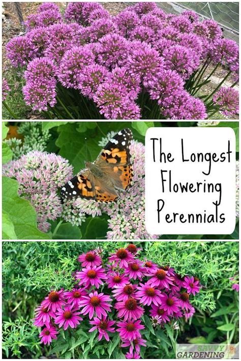 10 Of The Longest Flowering Perennials For Your Garden