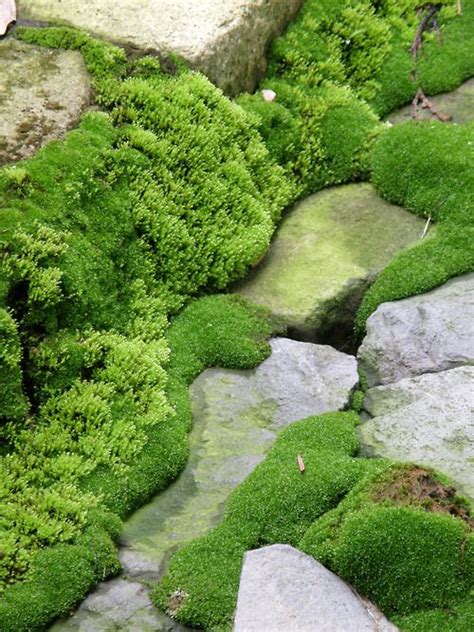 786 Best Moss Gardens Images On Pinterest Moss Garden Nature And