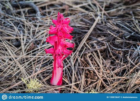 Snow Plant Sarcodes Sanguinea Blooming With In Lassen Volcanic National