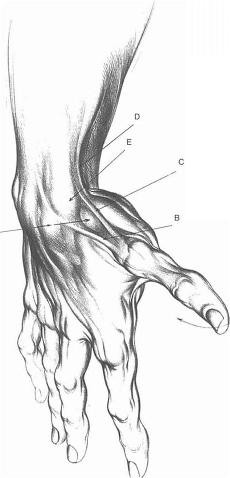 This is a picture of the way that a finished drawing of a closed fist hand and upright positioned arm and wrist. Anatomy Arm Drawings | Anatomy art, Anatomy drawings, How to draw hands