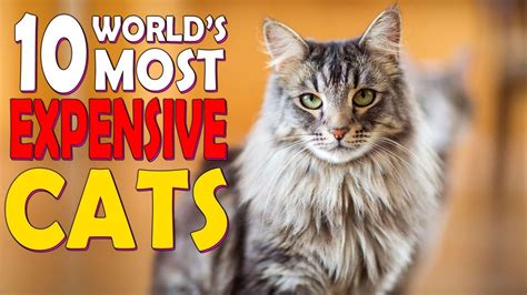 Top 10 Most Expensive Cats Breeds In The World Youtube