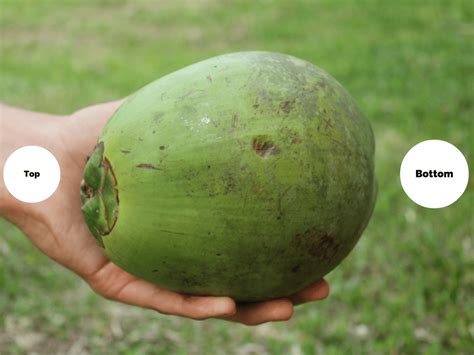 How To Open A Young Coconut Wild Heart Food