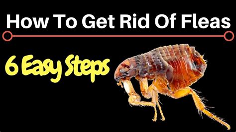 How To Get Rid Of Fleas Fast And Permanently At Home Youtube