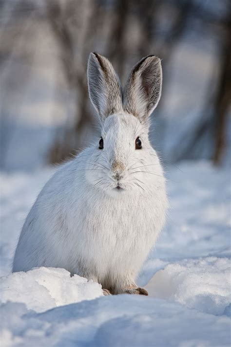 Beautiful Creatures Animals Beautiful Cute Animals Snowshoe Hare
