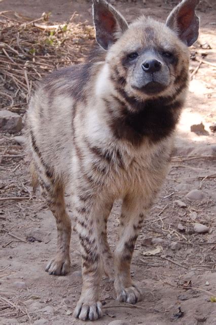 Variette Striped Hyena Endangered Animals Animals