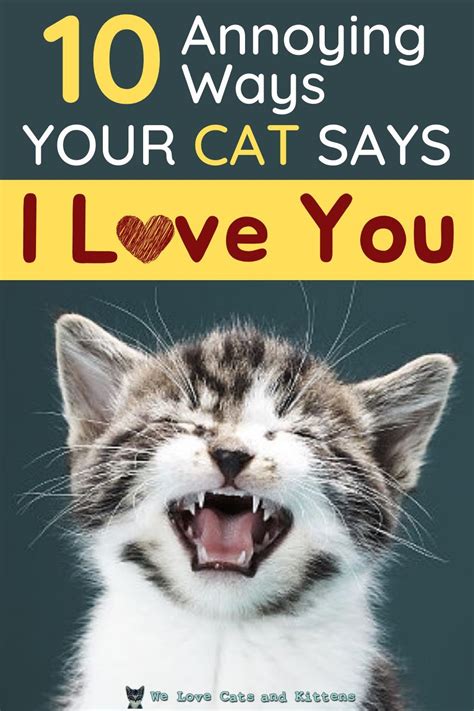 10 Annoying Ways Your Cat Says I Love You In 2021 Kittens Funny