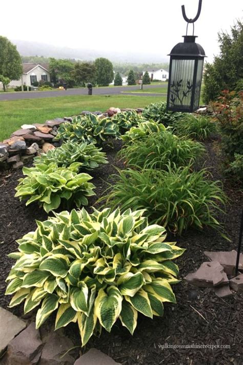How To Grow Amazing Hostas From Walking On Sunshine Front Yard
