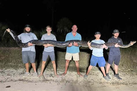Burmese Monster Python Weighing 198 Lbs Captured In Florida