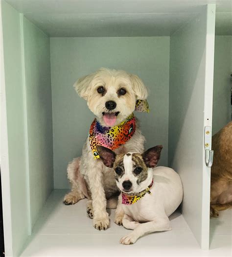 Gallery | Petunia's Pet Parlor