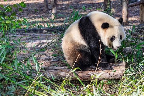 Panda Giant Panda Bamboo China Endangered Fluffy Zoo Mammal Fur
