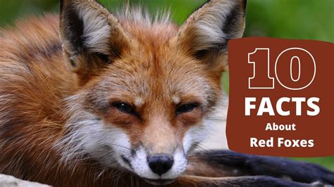 Fox Facts 10 Awesome Facts About Red Foxes Youtube