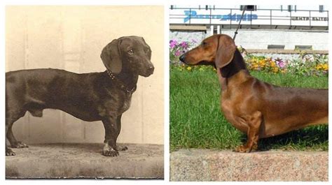 Fascinating Photos Of What Dog Breeds Looked Like 100 Years Ago Versus