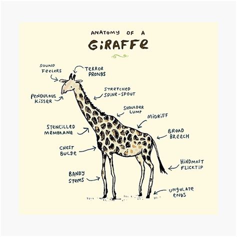 Anatomy Of A Giraffe Photographic Print For Sale By Sophiecorrigan