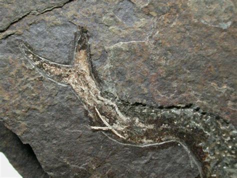 Acanthodes Acanthodian Permian Fossil Fish
