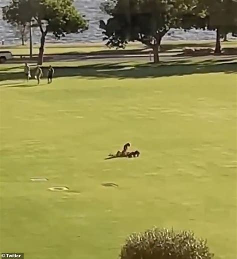 Perth Couple Are Caught Having Sex In The Middle Of A Public Park
