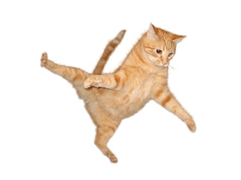 Cat Jump Transparent Png Stickpng