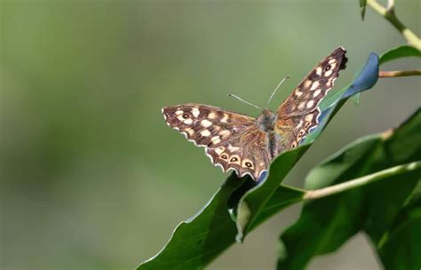 10 Beaux Papillons à Observer Dans Son Jardin En Fin Dété Depuis Mon