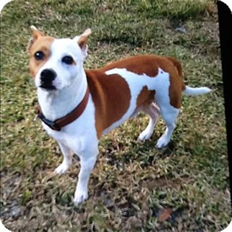 brutus adopted dog palm bay fl french bulldogjack russell terrier mix