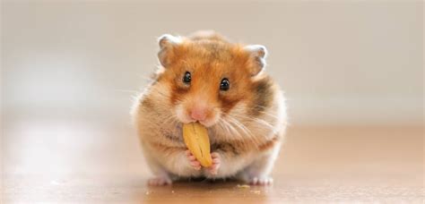 Bí Kíp Cách Nuôi Chuột Hamster Chuẩn Không Phải Chỉnh Hỏi Đáp Thú Y