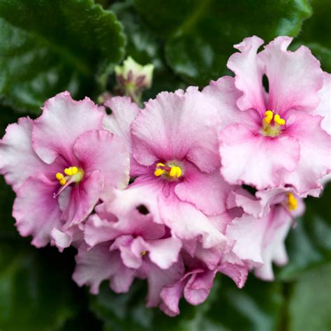 9 Types Of Pink African Violets African Violet Resource Center