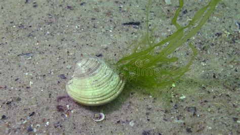 Enteromorpha Green Algae Grew On Clams Chamelea Gallina Stock Footage