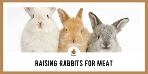 Raising Rabbits For Meat On Your Homestead Complete Guide