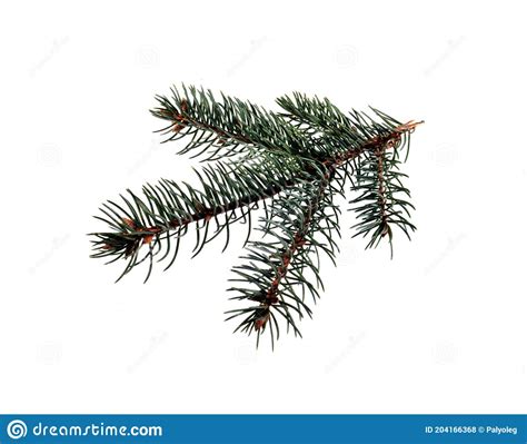 Christmas Tree Branch Isolated On White Background Stock Photo Image