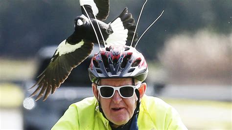 Geelong Magpie Location Swooping Season In Full Flight Daily Telegraph
