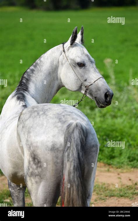 Dappled Gray Stallion Hi Res Stock Photography And Images Alamy