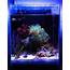 Justind823  2014 Featured Nano Reefs Aquariums Monthly