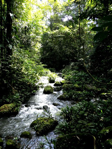 A River Running Through A Lush Green Forest Filled With Lots Of Plants