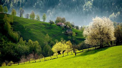Landscape View Of Green Trees Forest Hut Slope Green Grass Hd Nature