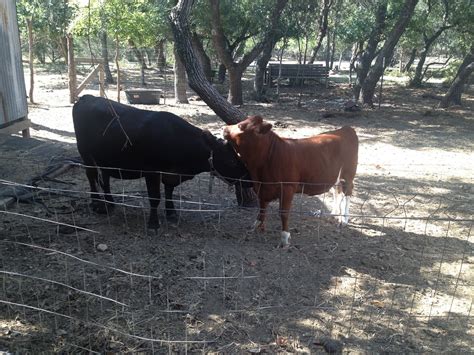 Novellas Farm And Art Sex Lives Of Cows