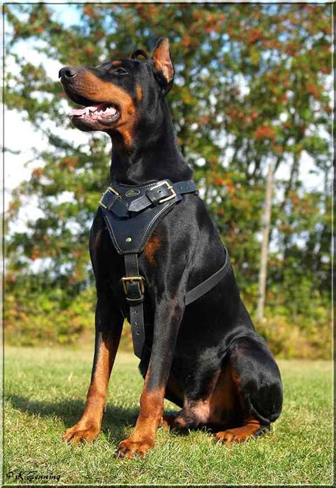 Agitation Protection Attack Leather Dog Harness Perfect For Your