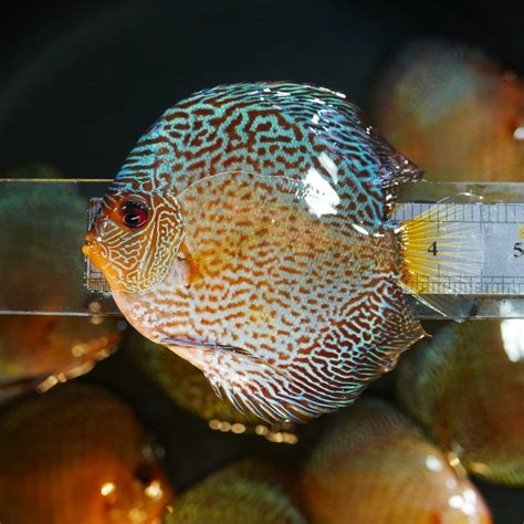 Blue Red Snakeskin Discus High Body