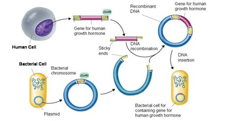 Cloning Gene Journal Of Oncology Hematology