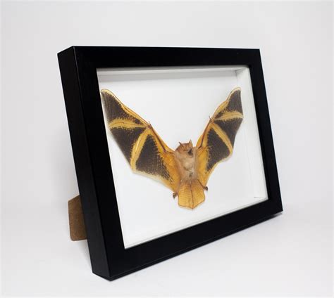 Real Painted Bat In Frame Kerivoula Picta Uk Taxidermy