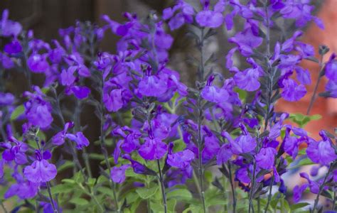 Symbolism & associations purple is a relatively rare color in nature that is associated with exception things such as flowers and berries. Salvia So Cool Purple - Living Fashion