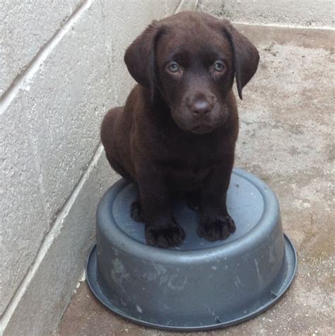 These handsome lab puppies will make a great pet for your home or can be trained for a great hunting dog. Chocolate Labrador puppies for sale | Lancaster ...