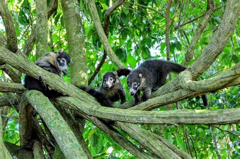Animales de Costa Rica, una biodiversidad única | Fauna de Costa Rica