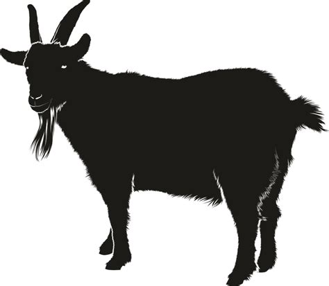 Domba Kambing Hitam Putih Gambar Png - vrogue.co