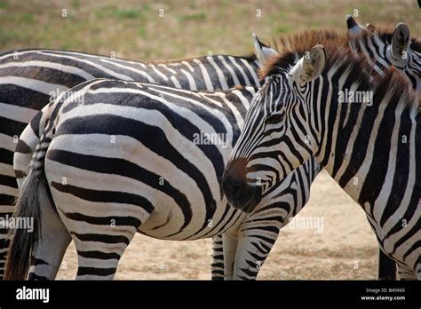 Three Zebras In The Philadelphia Zoo In Pennsylvania Stock Photo Alamy