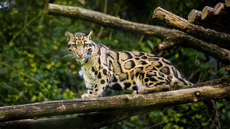 Clouded Leopard Information Facts Habitat Adaptations Baby Pictures