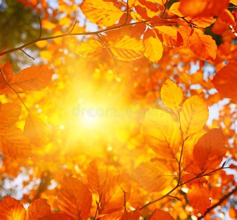 View Of Autumn Leafage With Warm Sunlight Stock Image Image Of